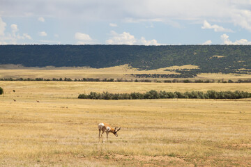 Naklejka premium Pronghorn in the wild 