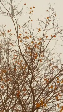 Vertical video of a beautiful autumn trees in a wind.