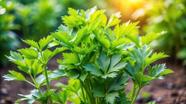 Fresh lovage plant growing in a garden, lovage, herb, green, plant, garden, outdoor, organic, aromatic, culinary, healthy