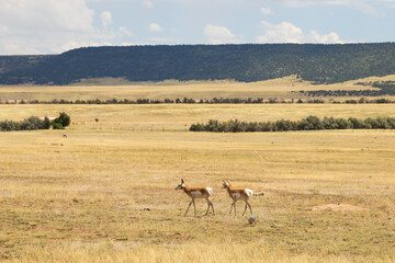 Pronghorn in the wild
