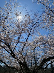 cherry blossom tree