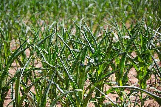 Corn seedlings with curled leaves due to drought