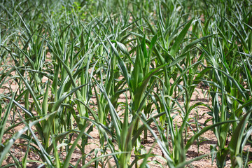Corn seedlings with curled leaves due to drought