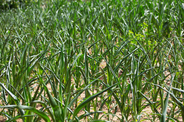 Corn seedlings with curled leaves due to drought