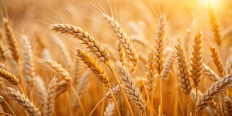 Fototapeta premium Wheat ears close-up shot with selective focus, wheat, agriculture, crop, farm, growth, nature, plant, harvest, field, close-up, food