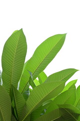 beautiful green leaf texture in springtime, water drop on frangipani leaves