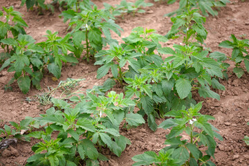 Traditional agricultural crop sesame