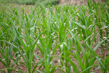 Obraz premium Corn seedlings growing in the farmland
