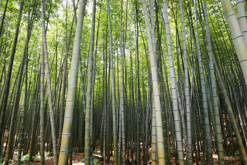 Green bamboo forest at Ahobsan Mountain in summer at Ungcheon-ri of Gijang-gun near Busan, South Korea