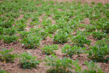 Growing peanut field