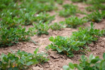 Growing peanut field