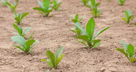 Tobacco grown in farmland