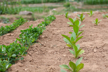 Tobacco grown in farmland