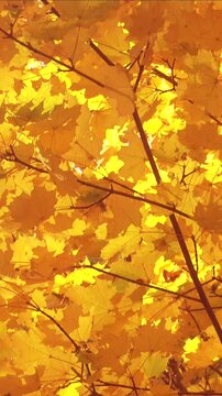 Vertical video of a beautiful golden autumn leaves sway in a sunlight. Autumn background