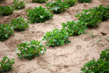 Peanuts planted in the farmland are growing well