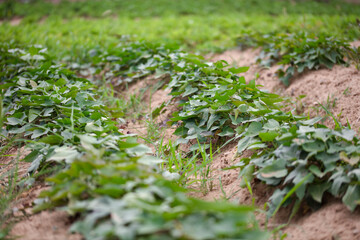 Sweet potato planting in farmland