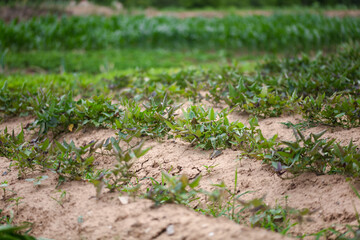 Sweet potato planting in farmland