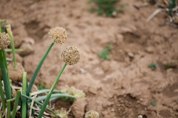 Cultivated green onion seeds growing