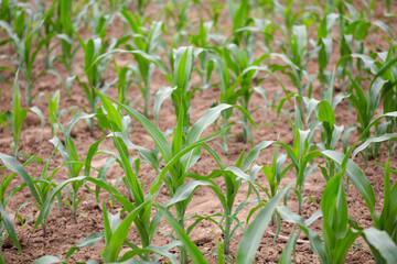 Young corn seedlings growing