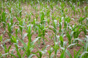 Obraz premium Young corn seedlings growing