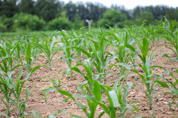Young corn seedlings growing
