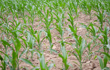 Young corn seedlings growing