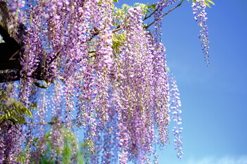 lilac flowers on a branch