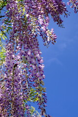 lilac flowers against blue sky