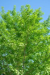 green leaves in the forest