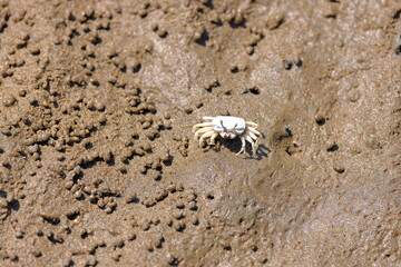 Crabs in group and eating on the beach in Taiwan