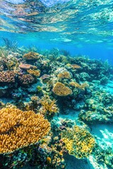 Fototapeta premium Underwater Coral Reef Landscape with Vibrant Colors and Textures