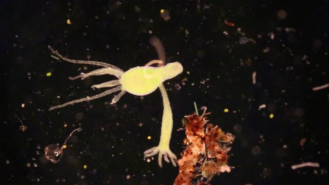 Hydra is a genus of small, fresh-water animals of the phylum Cnidaria and class Hydrozoa under the microscope for education.