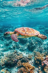 Obraz premium Sea Turtle Swimming Over Coral Reef Underwater