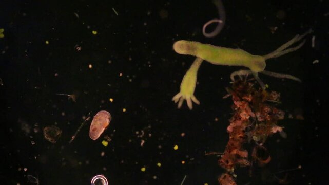 Hydra is a genus of small, fresh-water animals of the phylum Cnidaria and class Hydrozoa under the microscope for education.