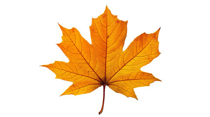 Yellow maple leaf isolated solid white background, detailed, PNG dicut style