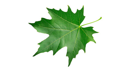 Green maple leaf isolated solid white background, detailed, PNG dicut style