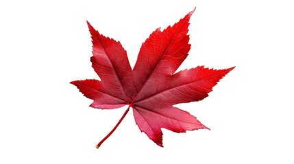 Red maple leaf isolated solid white background, detailed, PNG dicut style