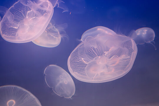 Aurelia (aka the moon jelly, moon jellyfish, common jellyfish, or saucer jelly) floating in water