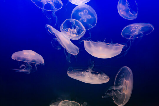 Aurelia (aka the moon jelly, moon jellyfish, common jellyfish, or saucer jelly) floating in water