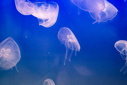 Aurelia (aka the moon jelly, moon jellyfish, common jellyfish, or saucer jelly) floating in water