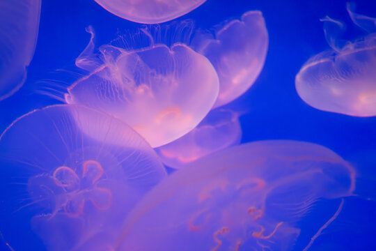 Aurelia (aka the moon jelly, moon jellyfish, common jellyfish, or saucer jelly) floating in water