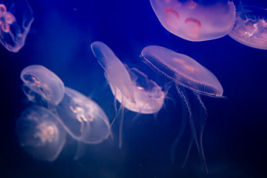 Aurelia (aka the moon jelly, moon jellyfish, common jellyfish, or saucer jelly) floating in water