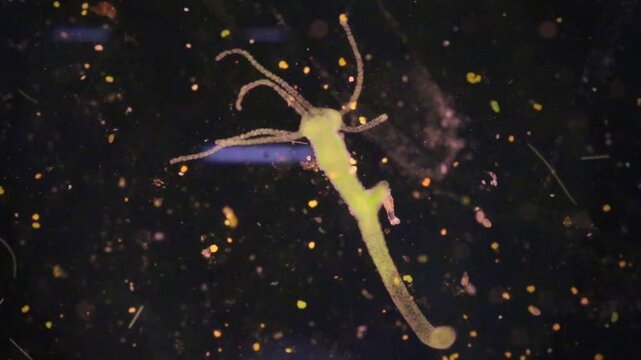 Hydra is a genus of small, fresh-water animals of the phylum Cnidaria and class Hydrozoa under the microscope for education.