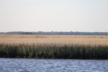 reeds in the water