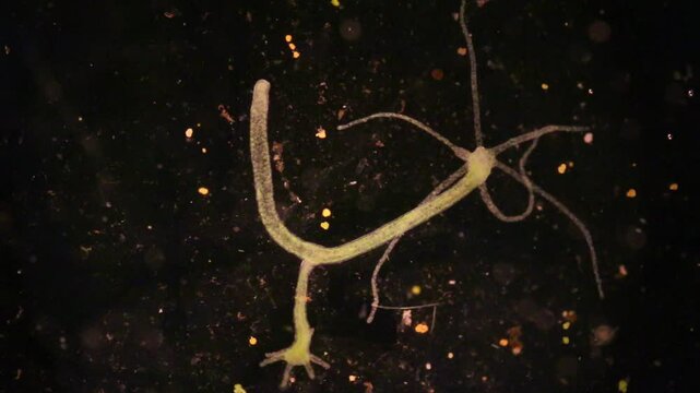 Hydra is a genus of small, fresh-water animals of the phylum Cnidaria and class Hydrozoa under the microscope for education.