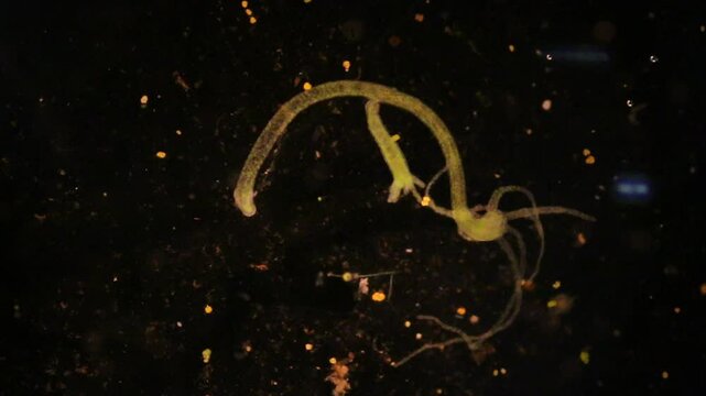 Hydra is a genus of small, fresh-water animals of the phylum Cnidaria and class Hydrozoa under the microscope for education.
