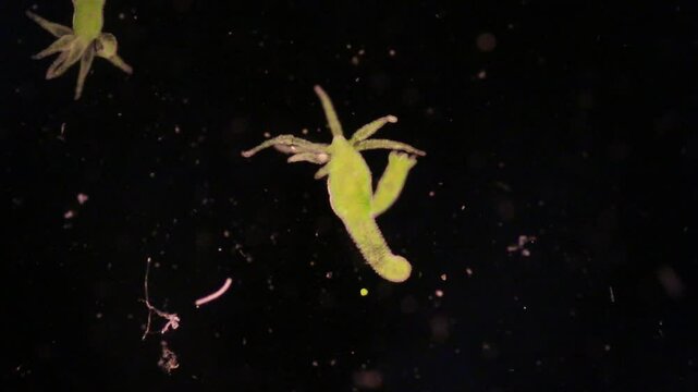 Hydra is a genus of small, fresh-water animals of the phylum Cnidaria and class Hydrozoa under the microscope for education.