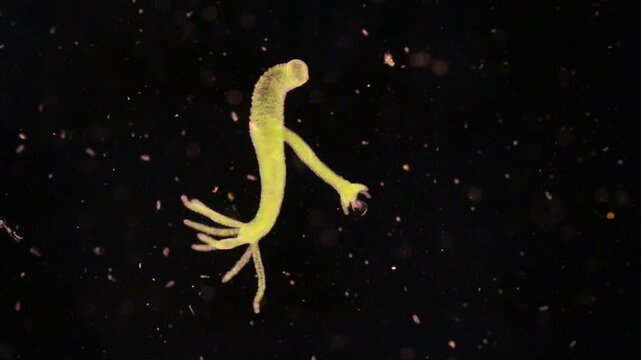Hydra is a genus of small, fresh-water animals of the phylum Cnidaria and class Hydrozoa under the microscope for education.