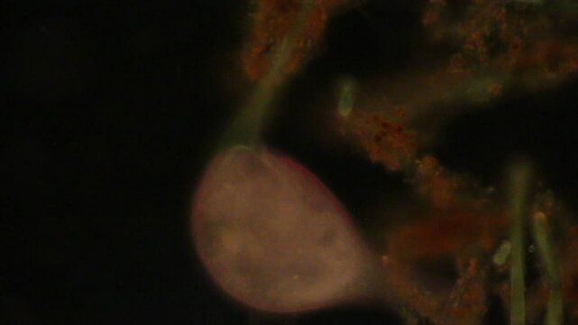 Hydra is a genus of small, fresh-water animals of the phylum Cnidaria and class Hydrozoa under the microscope for education.