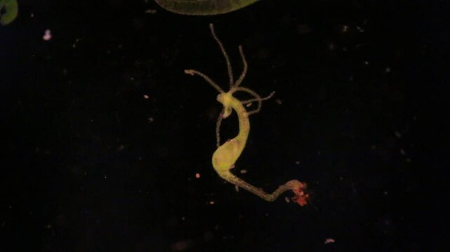 Hydra is a genus of small, fresh-water animals of the phylum Cnidaria and class Hydrozoa under the microscope for education.